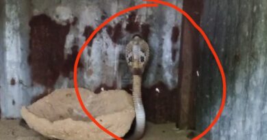 KORBA देखिए VIDEO : डॉ. शतदल नाथ के फार्म हाउस में मुर्गी का शिकार करने पहुंचा कोबरा, वन विभाग की टीम ने किया रेस्क्यु…