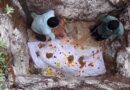 कोरबा में फिर हुई हाथी की मौत, किया गया अंतिम संस्कार…